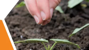 Text: Pflanzenernährung: Ernährung - Wachstum - Ernte