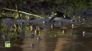 Video: Amphibien - Unterwegs mit Jan Haft