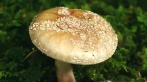 Video: Pilze - Unterwegs mit Jan Haft