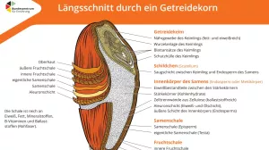 Text: Längsschnitt durch ein Getreidekorn