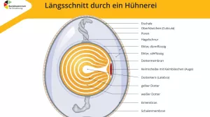 Text: Längsschnitt durch ein Hühnerei