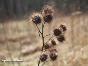 Arbeitsblatt: Im Zweifel? Gegen die Demokratie