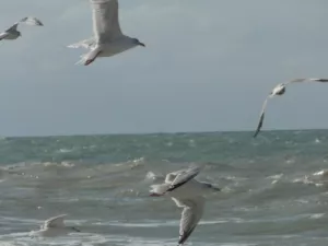 Arbeitsblatt: Mehr als eine Demokratie: Interaktive Legemethode zur Reflexion und Diskussion verschiedener Demokratieverständnisse
