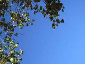 Arbeitsblatt: Unlearn racism – learn diversity. Schwarze Identitäten sichtbar machen