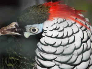 Arbeitsblatt: Wenn die Norm verführt. Reflexionen aus der Kaubstraße zu Gadjé-Rassismus