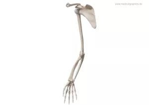 Bild: Skelett des Arms (medial)
