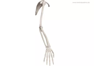 Bild: Skelett des Arms (lateral)