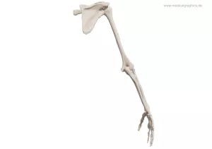 Bild: Skelett des Arms (hinten)