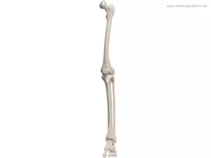Bild: Beinknochen (vorne)