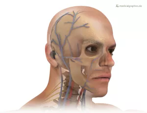 Bild: Kopf mit anatomischen Strukturen