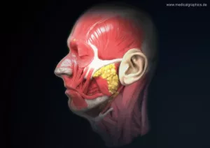 Bild: Anatomie des Kopfs (Profil)