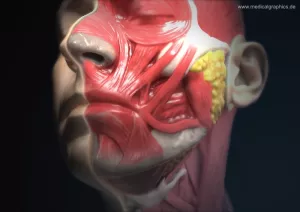 Bild: Anatomie des Kopfs mit Mundbereich (Halbprofil)