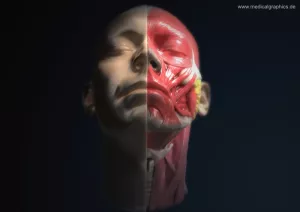Bild: Anatomie des Kopfs (frontal-unten)