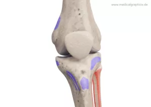 Bild: Knie mit Muskelansätzen (vorne)