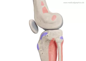 Bild: Knie mit Muskelansätzen (lateral)