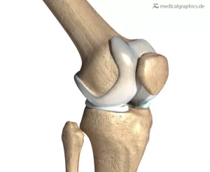 Bild: Knie (lateral)