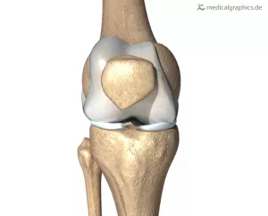 Bild: Knie (frontal)