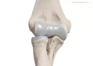 Bild: Ellenbogen (medial)