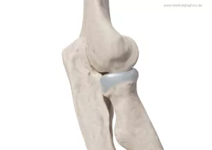 Bild: Ellenbogen (lateral)