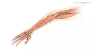 Bild: Armmuskeln und -knochen