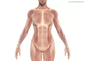 Bild: Muskeln und Torso der Frau (vorne)