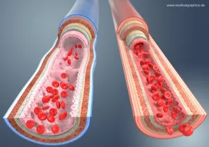 Bild: Vergleich zwischen Arterie und Vene