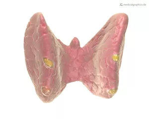 Bild: Schilddrüse (hinten)