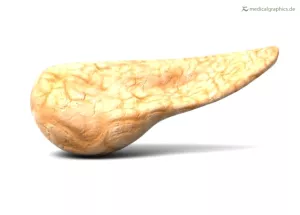 Bild: Bauchspeicheldrüse