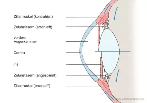 Bild: Anatomie des Auges
