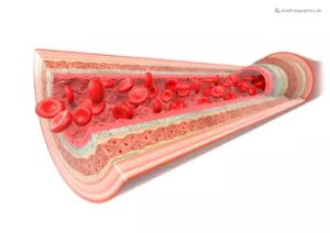 Bild: Arterie