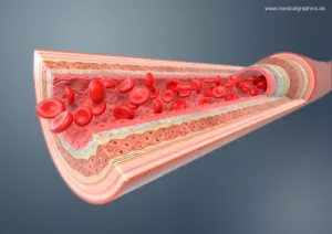 Bild: Arterie
