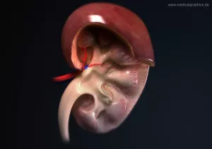Bild: Anatomie der Niere