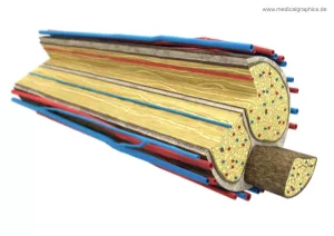 Bild: Anatomie der Nervenbündel