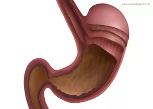 Bild: Anatomie des Magens (weiß)