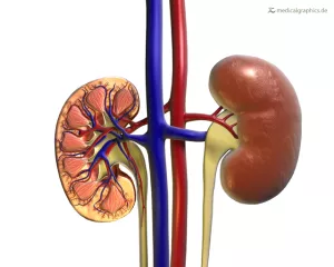 Bild: Anatomie der Niere