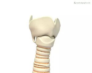 Bild: Larynx