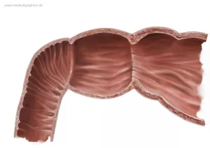 Bild: Duodenum