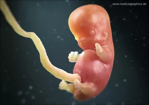 Bild: Embryo 8. Schwangerschaftswoche