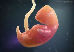 Bild: Embryo 7. Schwangerschaftswoche