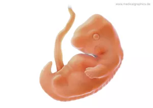 Bild: Embryo 7. Schwangerschaftswoche