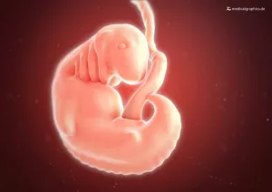 Bild: Embryo 6. Schwangerschaftswoche