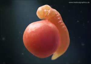 Bild: Embryo 3. Schwangerschaftswoche