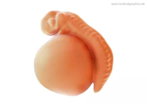 Bild: Embryo 3. Schwangerschaftswoche