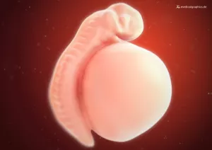 Bild: Embryo 3. Schwangerschaftswoche