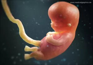 Bild: Fötus 10. Schwangerschaftswoche