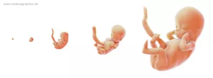 Bild: Wachstum Embryo zu Fötus