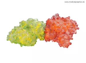 Bild: Acetylcholinesterase