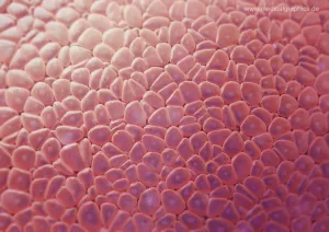 Bild: Histologie Zellen
