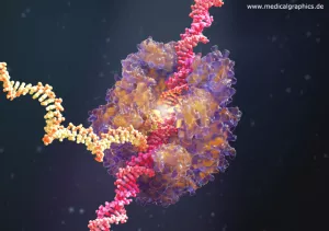 Bild: RNA Polymerase