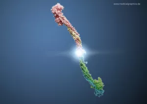 Bild: Fibrin Molekül (stabförmig)